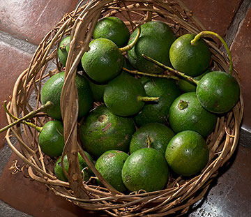 avocados