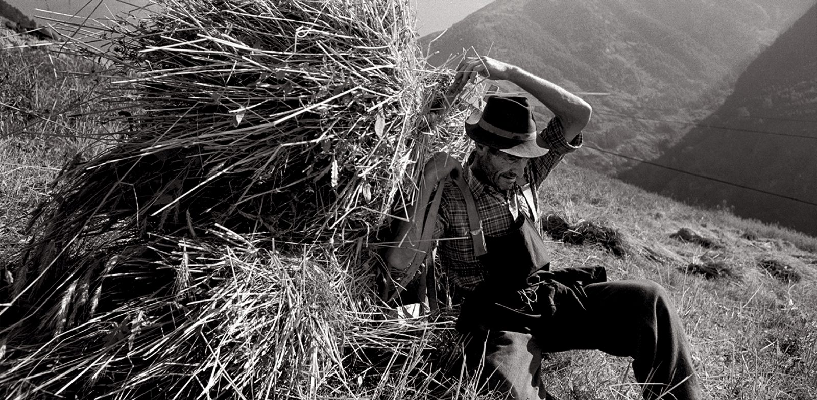 hay