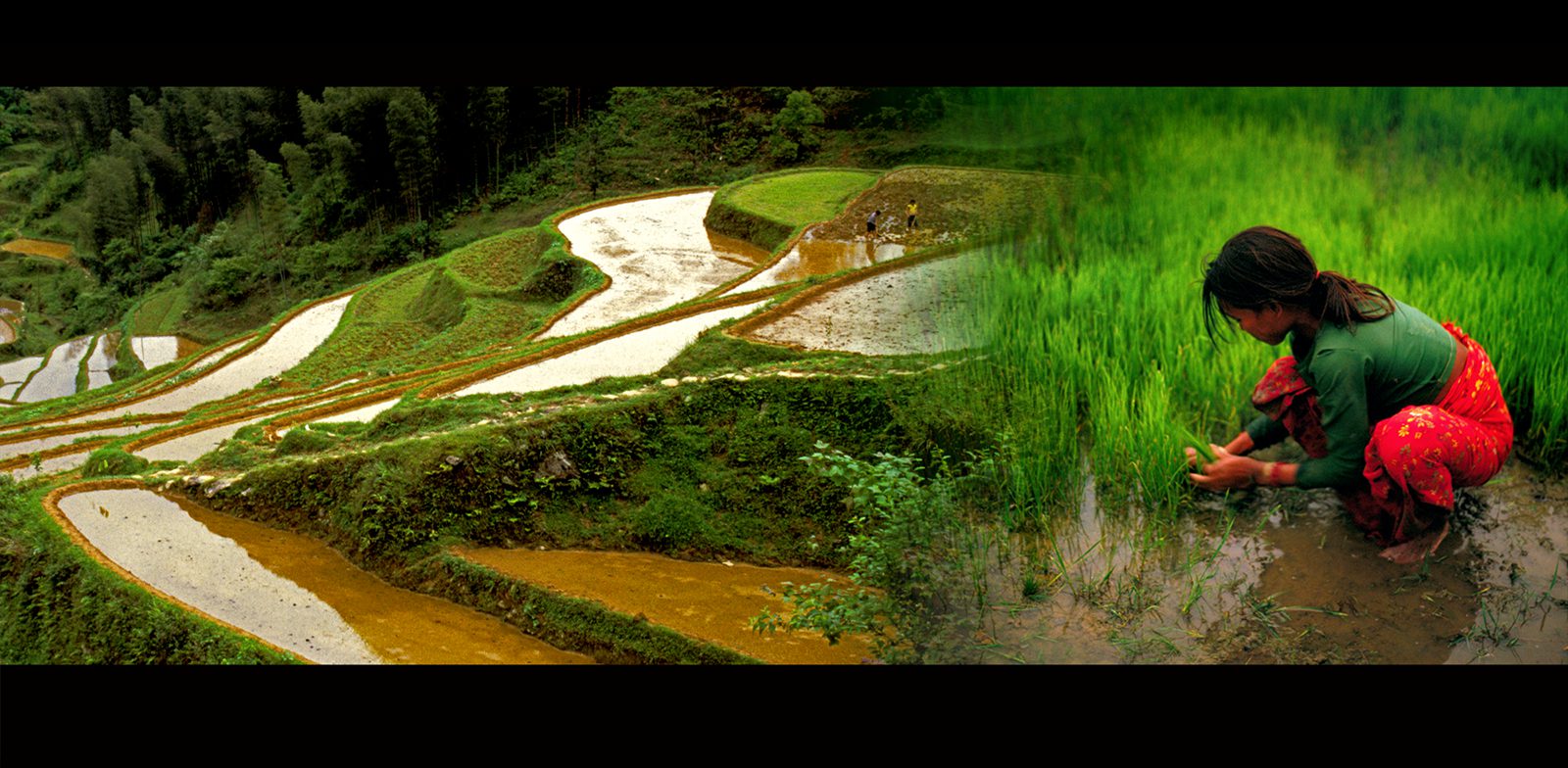 rice